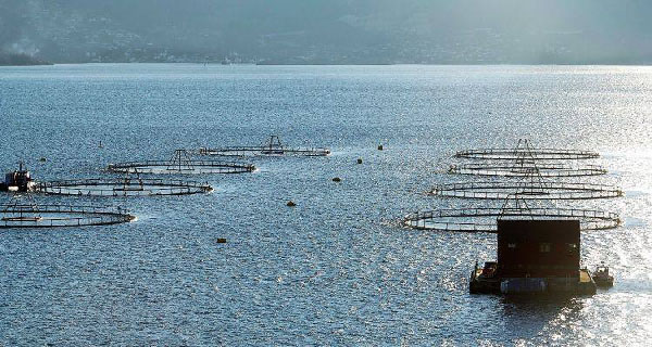 Ensicloud: revolucionando la industria acuícola desde Puerto Montt